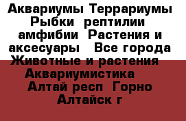 Аквариумы.Террариумы.Рыбки, рептилии, амфибии. Растения и аксесуары - Все города Животные и растения » Аквариумистика   . Алтай респ.,Горно-Алтайск г.